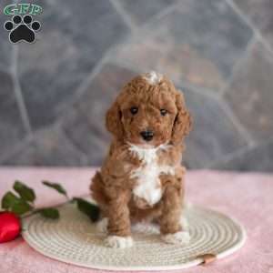 Willis, Miniature Poodle Puppy